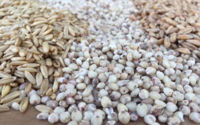 A come Avena